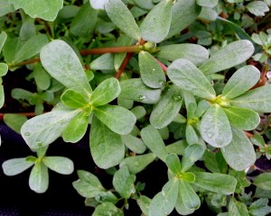 purslane1